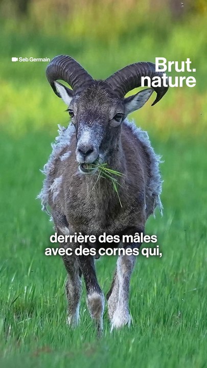 Les chasses aux trophées organisées en France