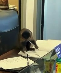 Macaco-prego invade escritório no Campo Olímpico de Golfe