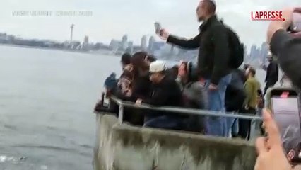 Avvistato un branco di orche al largo di Seattle