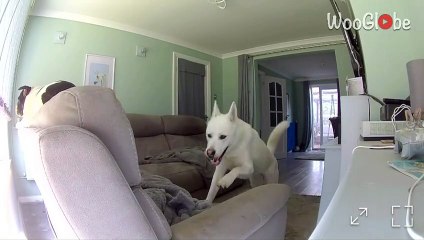Hilarious Dog Sabotages Filming by Eating the Camera 🐶