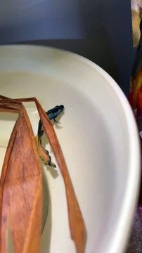 New Betta Fish pair ready for Breed| Betta Fish mating #bettafish #bettamale #bettafemale