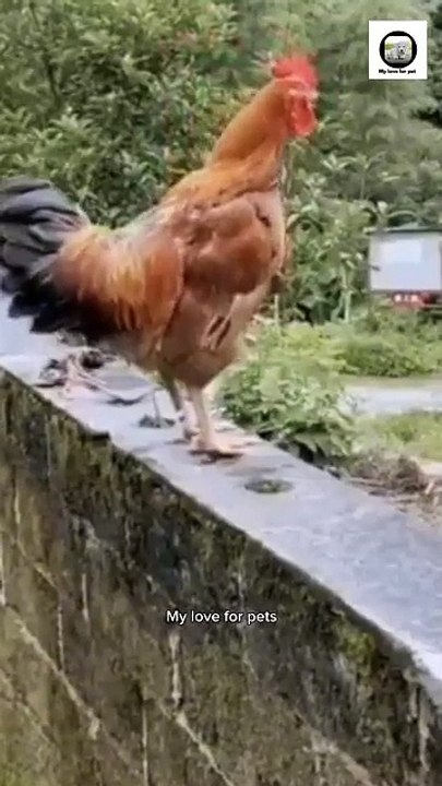 Funny animal videos _youtubeshorts