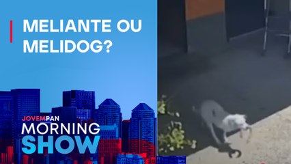 CACHORRO rouba peça de SALAME em mercearia; ENTENDA
