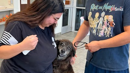 Un chien errant arrive au refuge : une annonce diffusée sur Facebook va faire pleurer les bénévoles