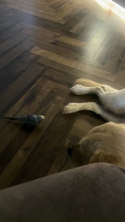 Derry budgie Joey shows visiting pet dog Rue who's the boss