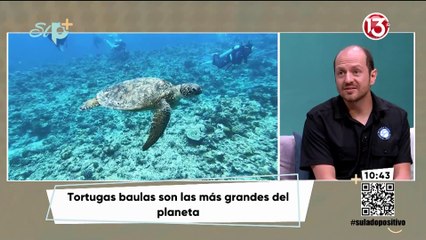 Entrevista - ¿Qué hacer y que no hacer con la arribada de tortugas marinas?