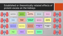 Established or theoretically related effects of protein excess on the kidneys