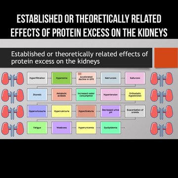 Established or theoretically related effects of protein excess on the kidneys