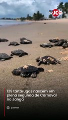 129 tartaguras nascem na praia no Janga em plena segunda-feira de Carnaval