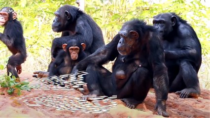 Yes, There Is a Secret Language Used Only Among Chimps!