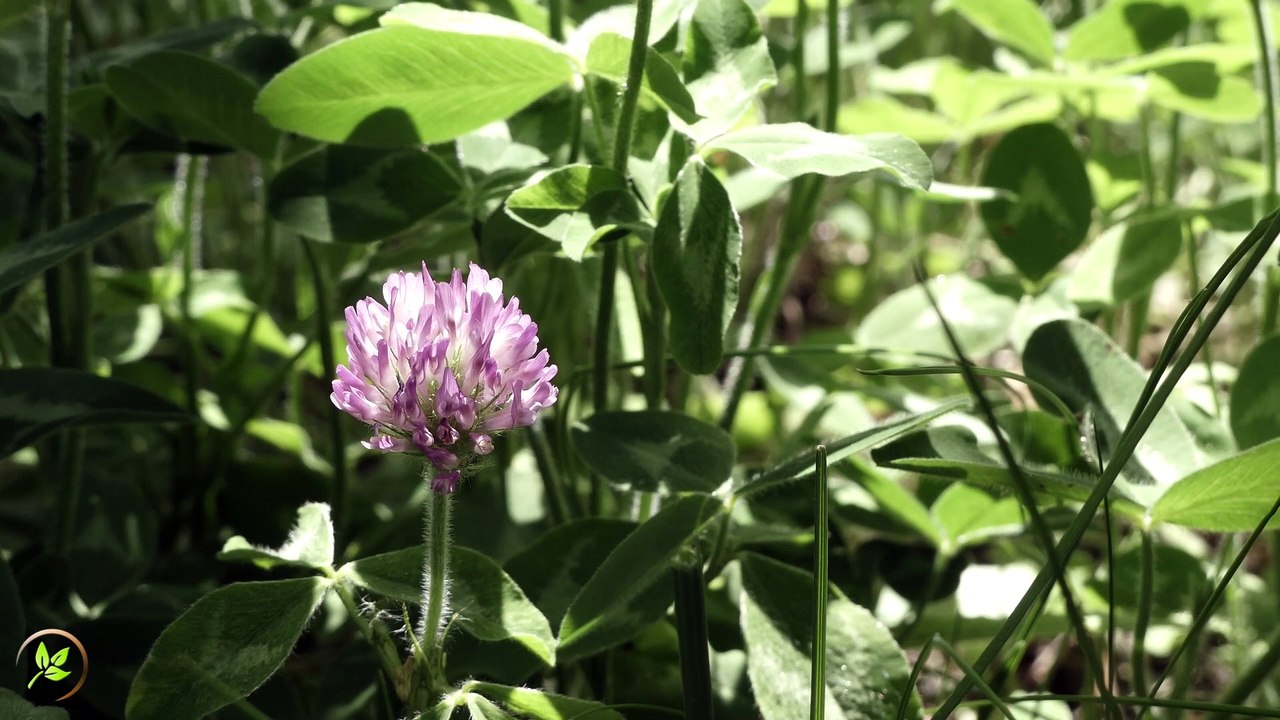 Episodio 009 - 21 minutos... 🌿 Un Paseo por la Pradera en la Serra dels Plans 🌾 | Relájate con el sonido del viento, el canto de los pájaros y la serenidad de la naturaleza. Ideal para meditar, dormir, estudiar o solo desconectar del estrés diario.