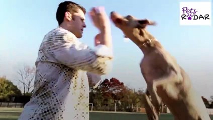 How To Stop A Dog From Jumping Up