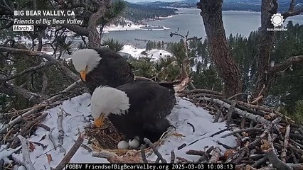 Watch: Eagle chicks attempt to break out of eggs in California nest