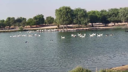Love lake , Al Qudra, Dubai UAE