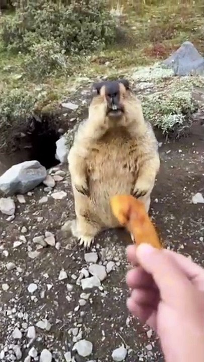 🐾 Get ready to dive into the enchanting world of the *Marmot*! In today’s