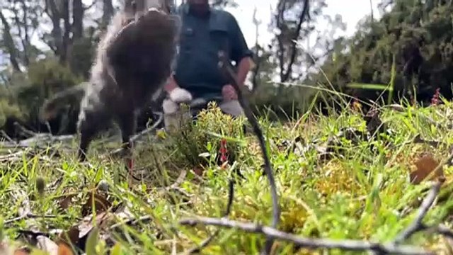 Conservationists celebrate moving 24 Eastern Quolls