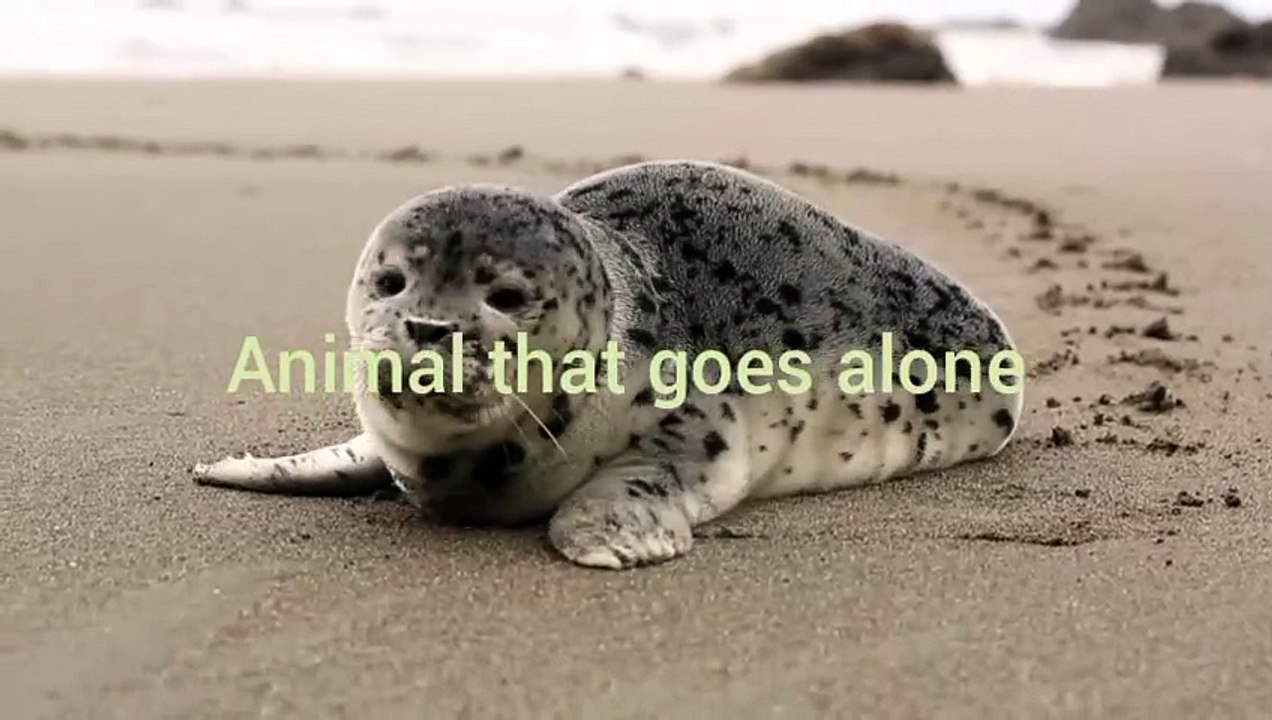 magnetic animal