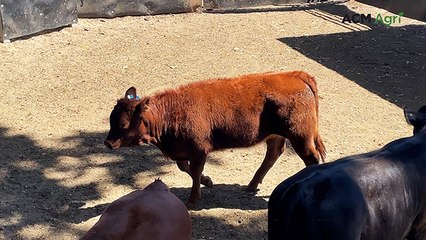16th Potential Show Steer Sale posts a strong average at Glen Innes