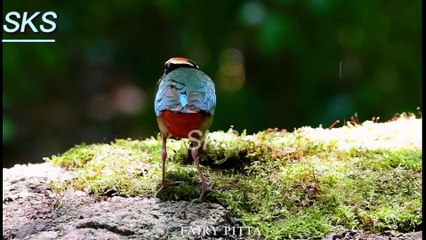 World Beautiful Small BIRDS Sparrow ULTRA HD with Names and Sounds SKS