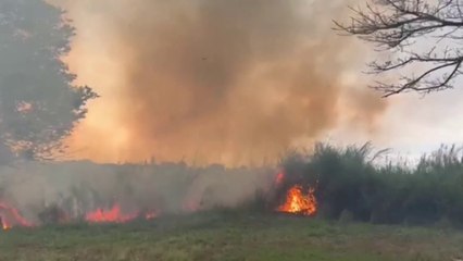 tn7-Incendio de grandes proporciones consume varias hectáreas en Turrubares-030325