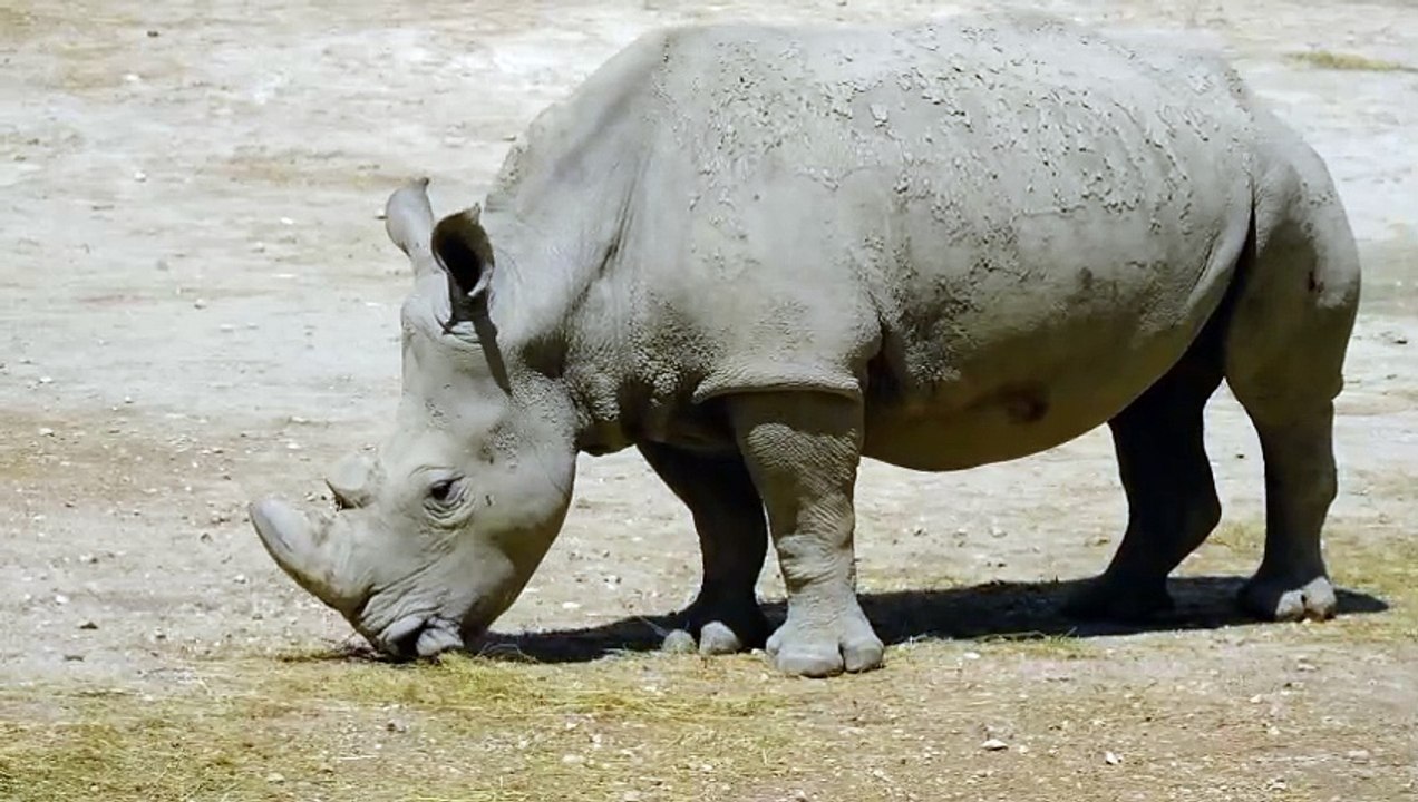 Most Heavy Creature