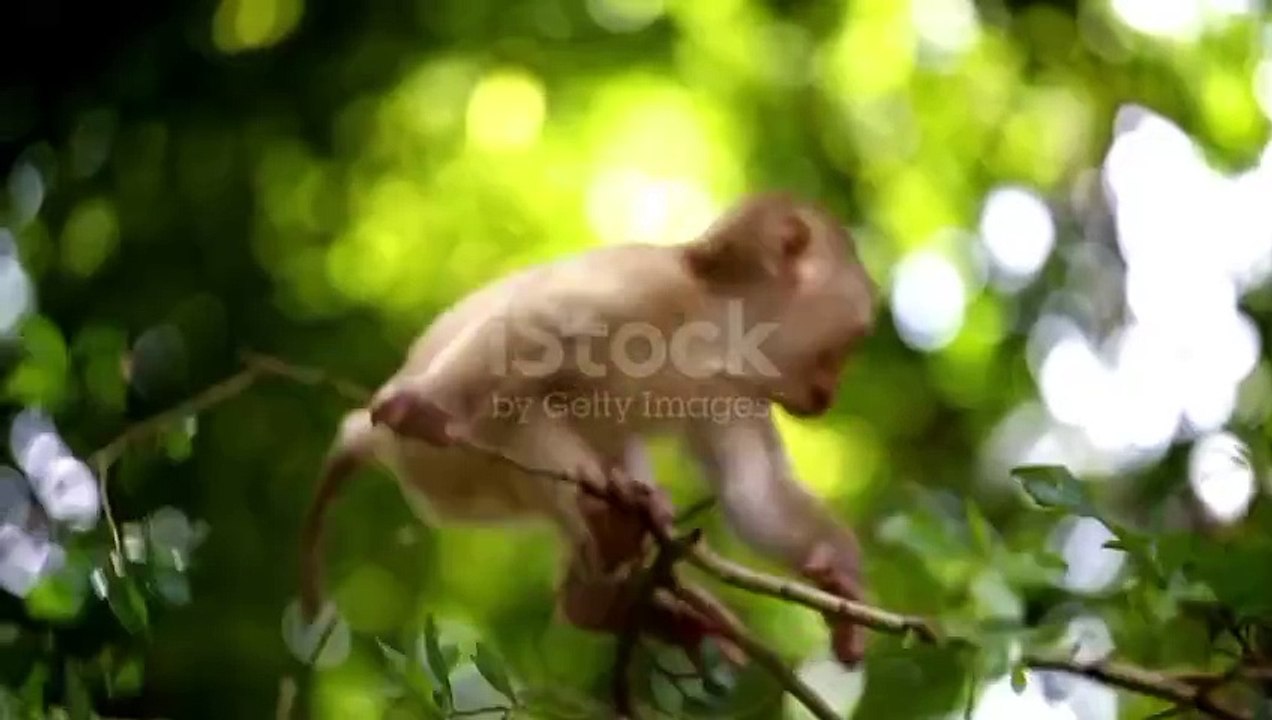 Funny Creatures