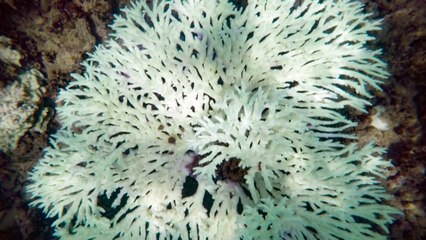 WA First Nations rangers concerned over rising marine temperatures