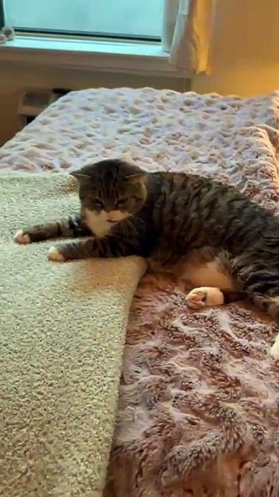 Cat Claims Blanket as Her Own and Refuses to Let Anyone Take It