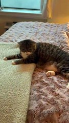 Cat Claims Blanket as Her Own and Refuses to Let Anyone Take It