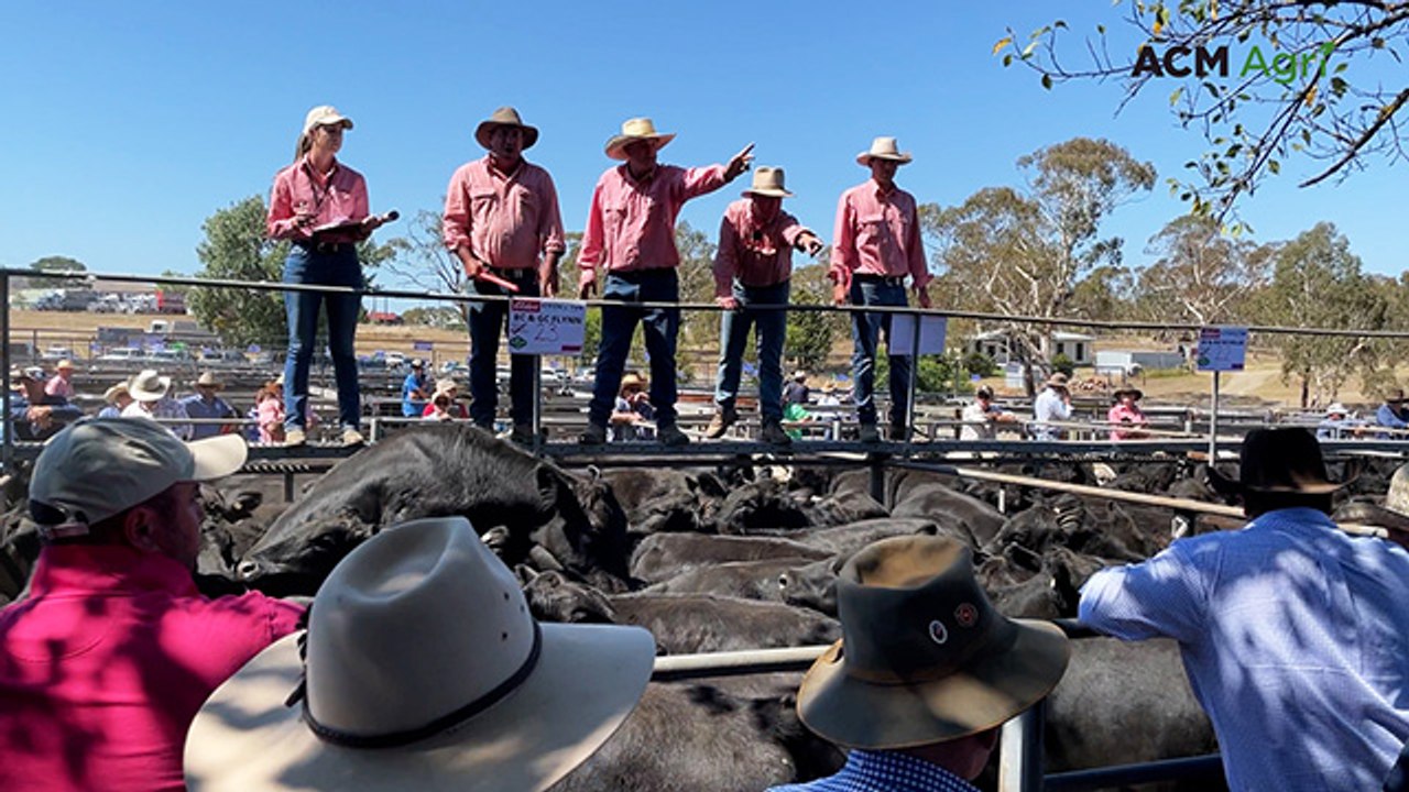 Omeo Angus market records $3.46 million in cattle sales as calves hit 500c/kg