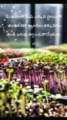 మొలకలు / Why Are Sprouts So Good for you 👌👌