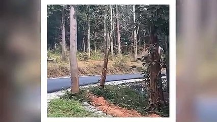 புலி சிங்கம் இப்படி பட்ட ஒரு விலங்கா | விலங்குகள் செய்த அதிர்ச்சியான சம்பவம் 🐅