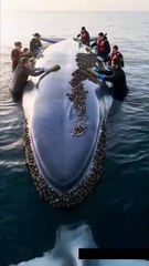 🐋✨ Epic Whale Rescue! Team Scrubs Barnacles Off a Giant Whale! 🧼