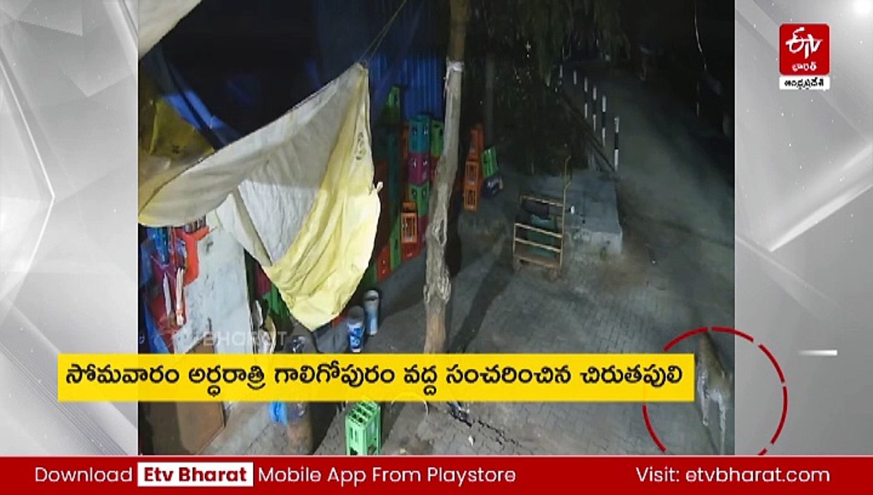 తిరుమల అలిపిరి నడకమార్గంలో చిరుత సంచారం