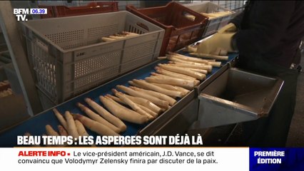 Grâce à la météo, les asperges sont déjà là et les récoltes s'annoncent très bonnes