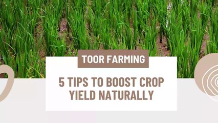 Toor Farming 5 Tips to Boost Crop Yield Naturally