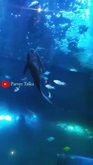 చిన్న చిన్న రంగు చేపలు / Vibrant Small Fish Swimming in Aquarium 🥰🥰