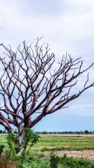 Apa yang akan terjadi jika hujan berhenti selamanya