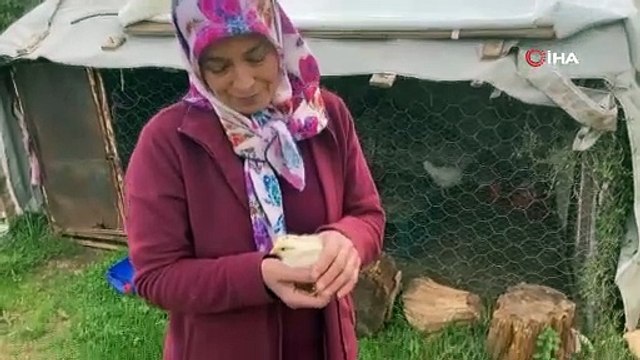 Gören dönüp bir daha bakıyor! Civcivin kafasındaki desen görenleri hayrete düşürdü