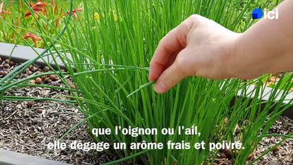 Roland Motte, jardinier : persil, gingembre, armoise kola, cultivez ces herbes qui changent tout en cuisine