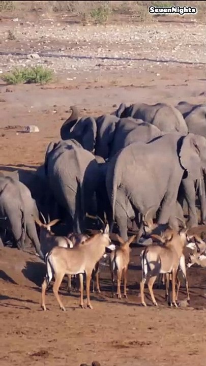 Etosha National Park, Namibia- Short