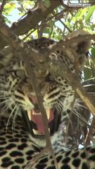 Yala National Park, Sri Lanka- Short