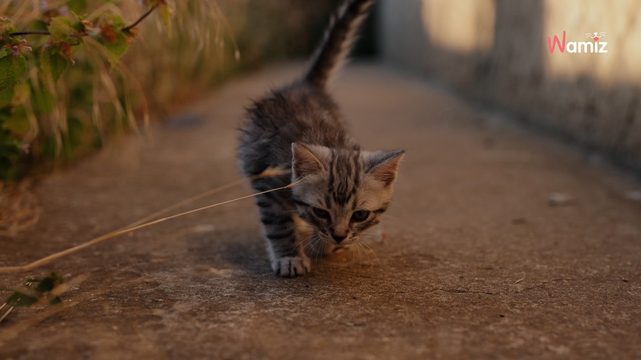 Un enfant de 8 ans assiste à la maltraitance d’un chaton : son geste héroïque lui permet de mettre en sécurité l’animal