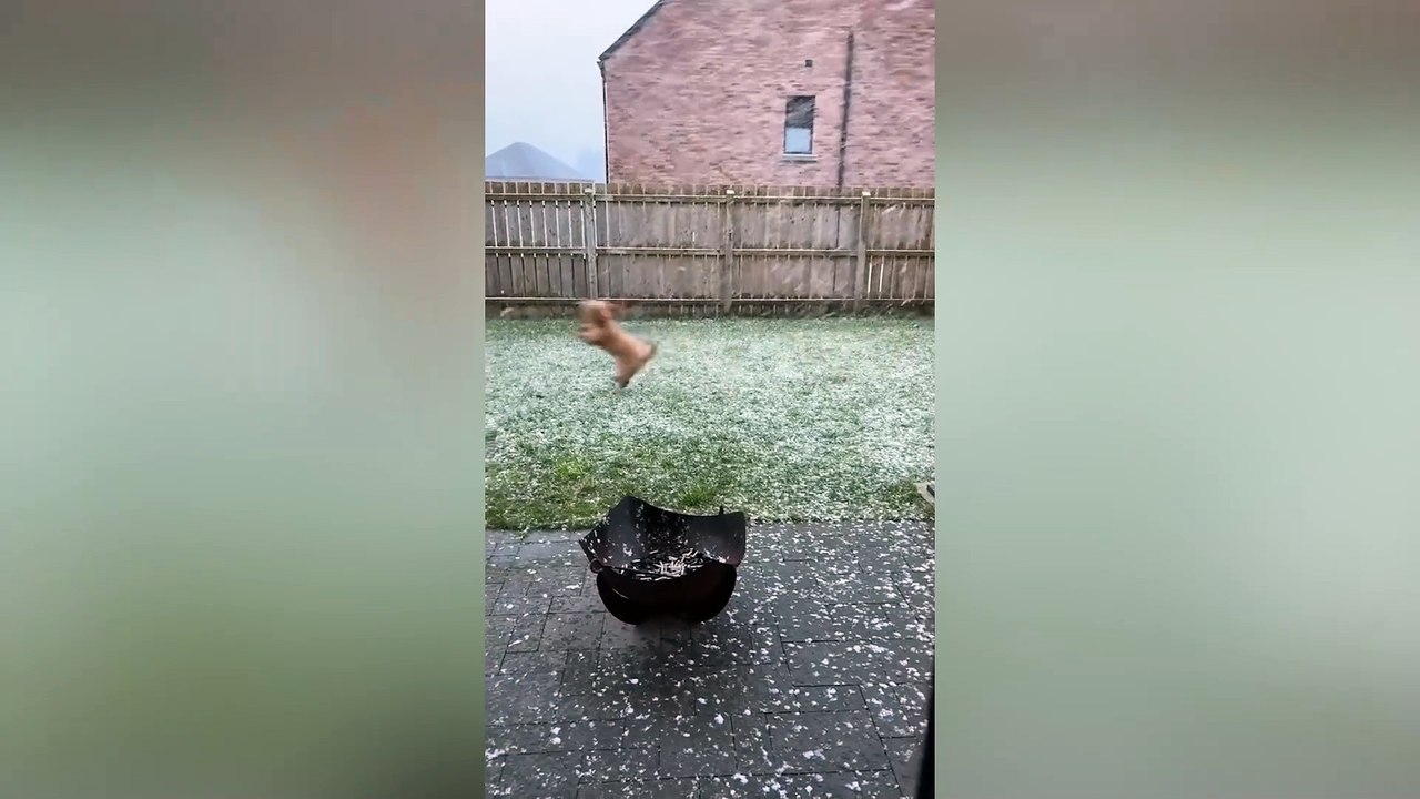 Adorable pup experiences snow for the first time