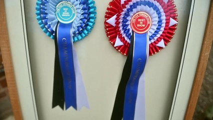 Schoolboy becomes Crufts' youngest entrant - aged six