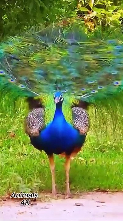 Peafowl bird _ Peacock sound ❤️ 😍 💖  _birds _peacocksoun