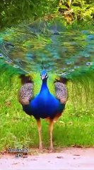 Peafowl bird _ Peacock sound ❤️ 😍 💖  _birds _peacocksoun