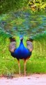 Peafowl bird _ Peacock sound ❤️ 😍 💖  _birds _peacocksoun