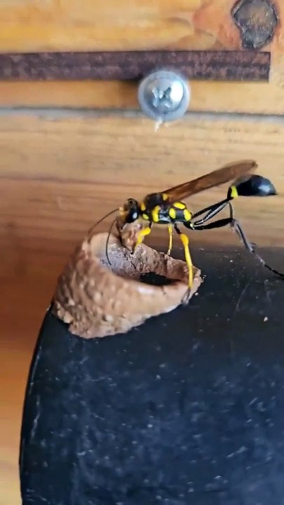 Mud dauber building its nest on a mallet!