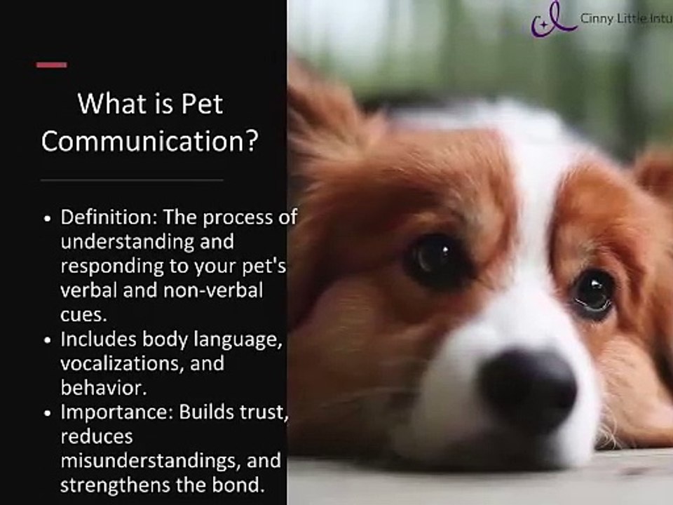 Pet Communication: Unlocking a Deeper Connection with Your Furry Friend